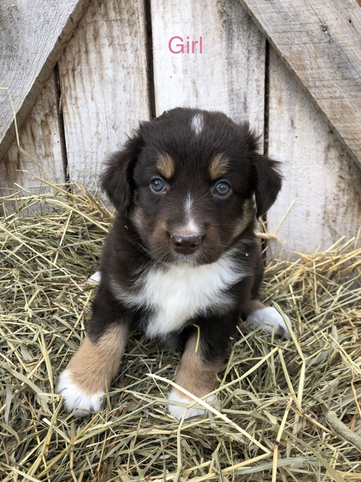 Australian Shepherd