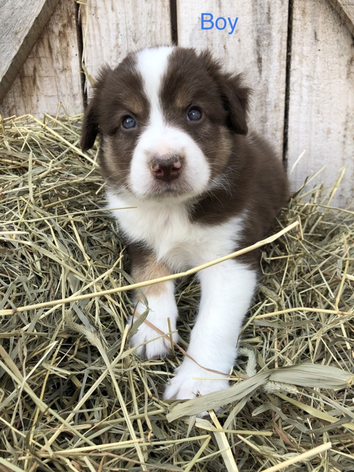 Australian Shepherd