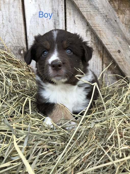 Australian Shepherd