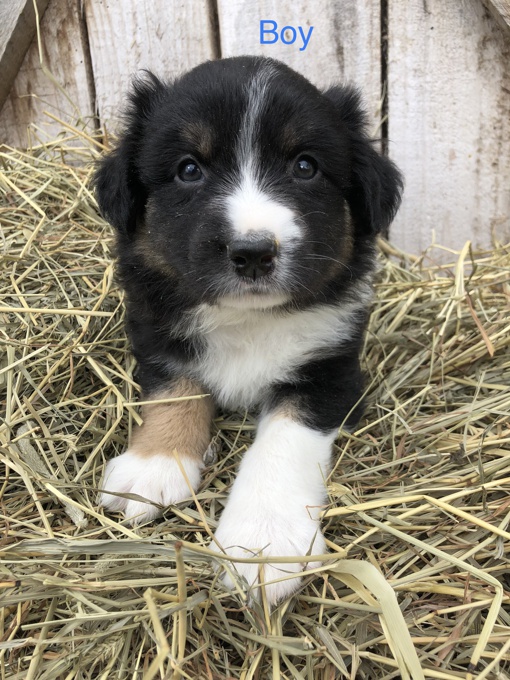 Australian Shepherd