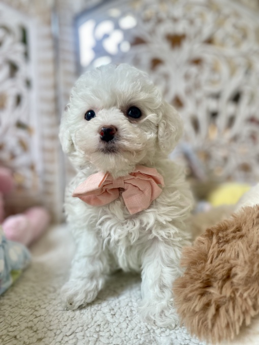 BichonPoo