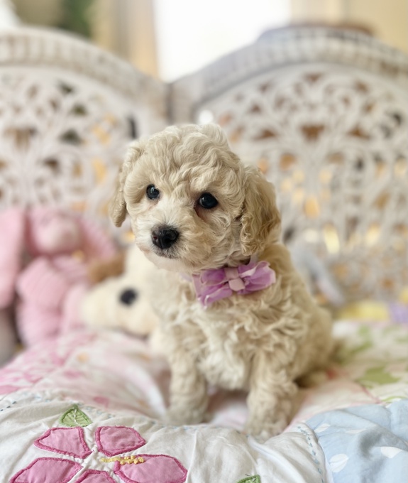 BichonPoo