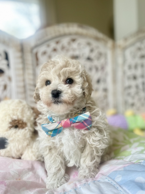 BichonPoo