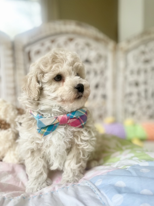 BichonPoo