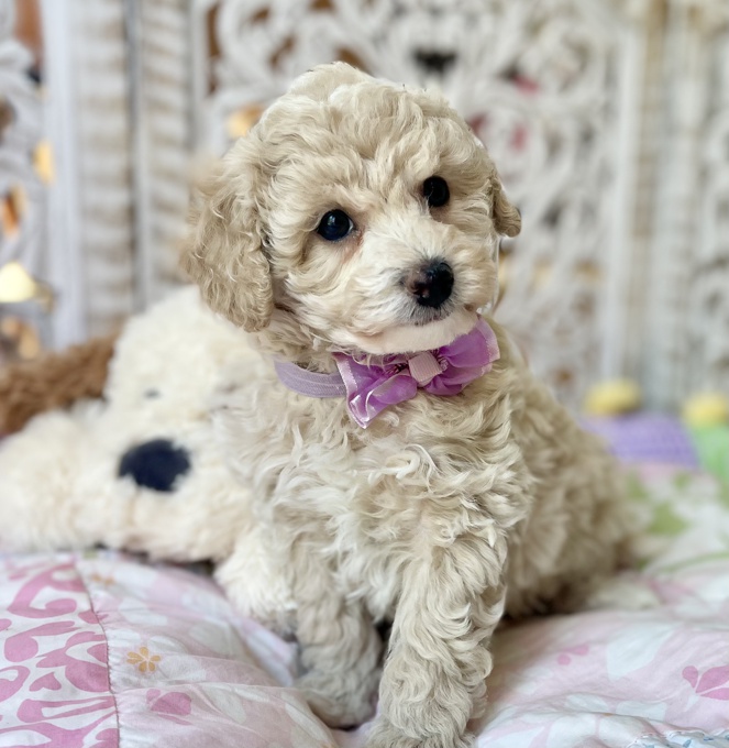 BichonPoo