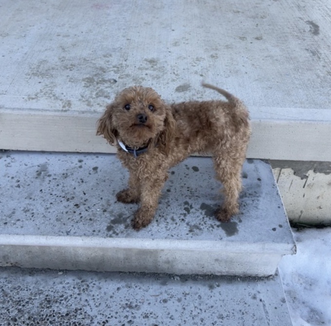 Toy Poodle