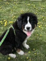 Aussie Bernese Mix