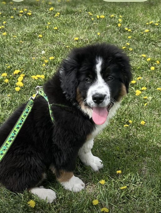 Aussie Bernese Mix