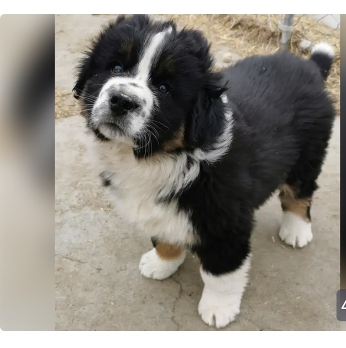 Aussie Bernese Mix