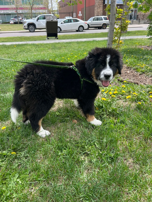 Aussie Bernese Mix