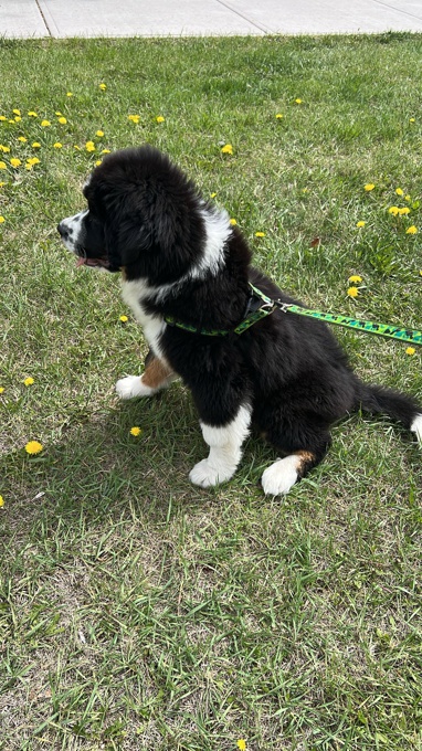 Aussie Bernese Mix