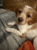 French Brittany