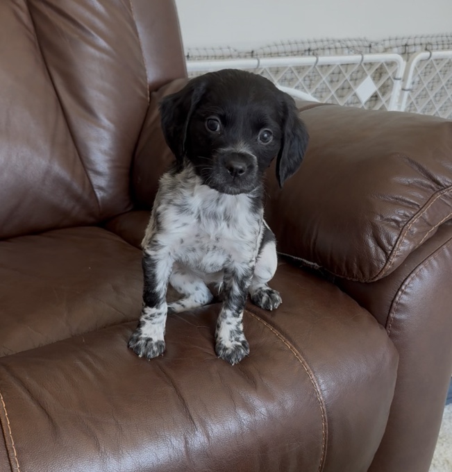 French Brittany