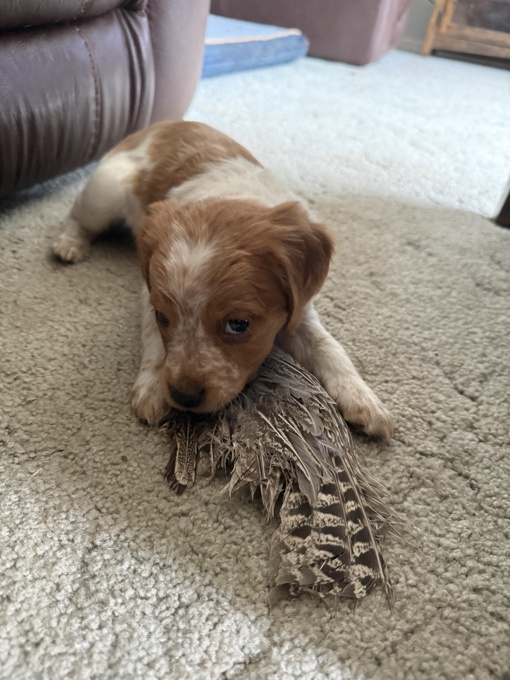 French Brittany