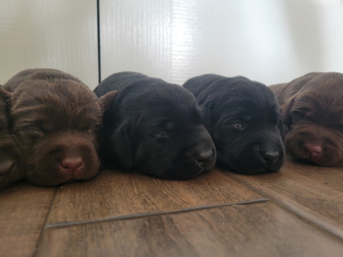 Labrador Retrievers