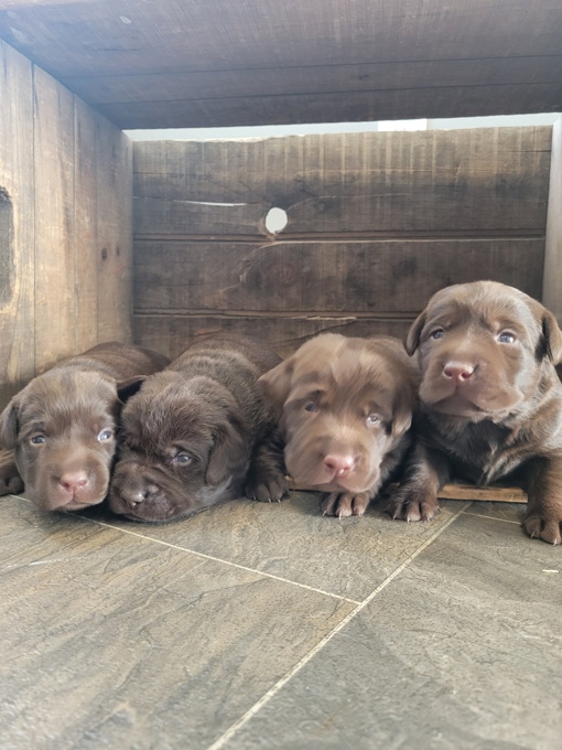Labrador Retrievers