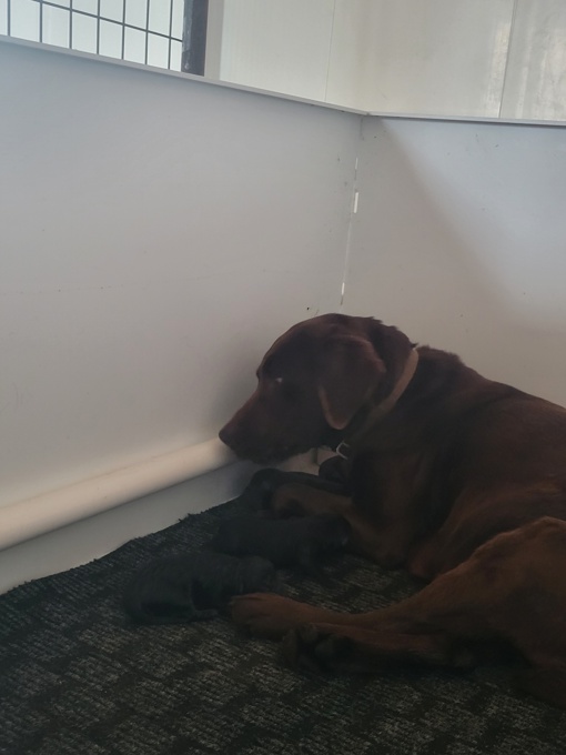 Labrador Retrievers