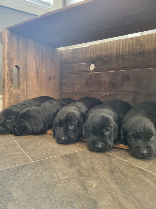 Labrador Retrievers