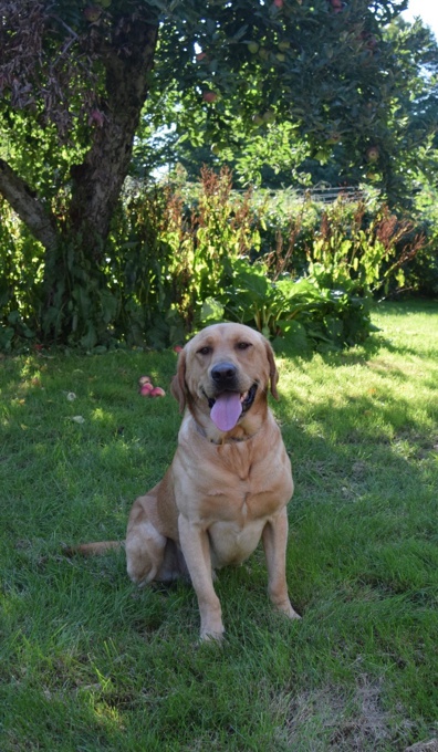 Labrador Retrievers