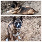 American akita