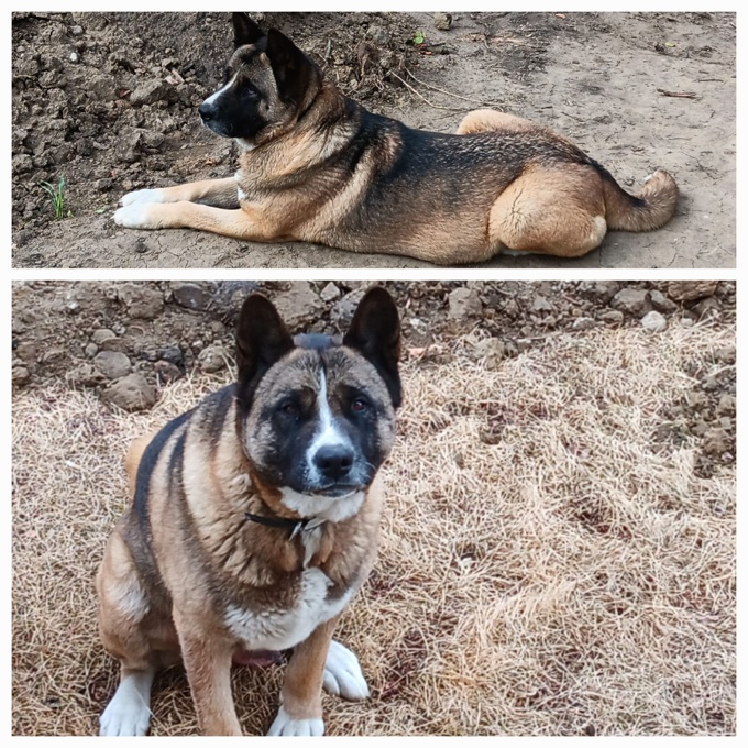 American akita