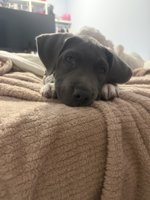 American bulldog