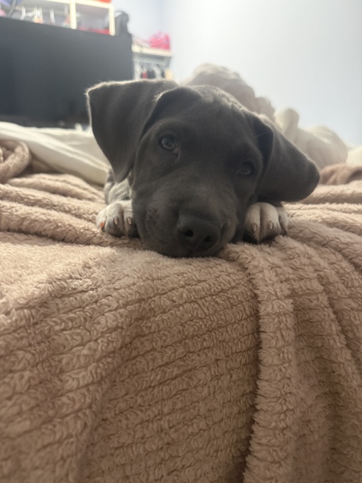 American bulldog