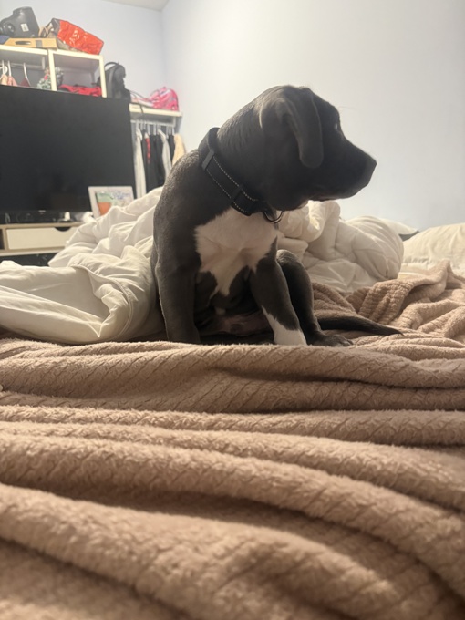 American bulldog