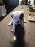 Cane Corso American bulldog