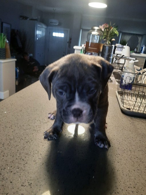 Cane Corso American bulldog