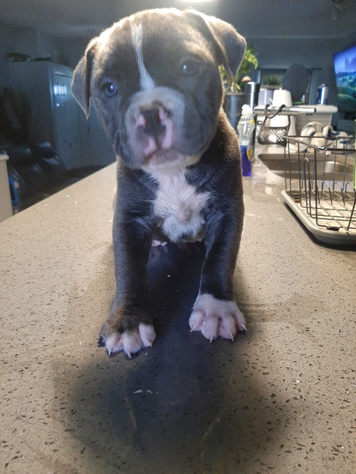 Cane Corso American bulldog