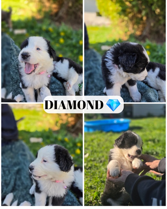 Great Pyrenees, Burmese, pitbull