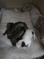 miniature schnauzer