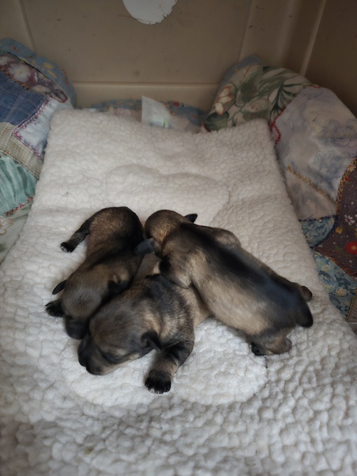 miniature schnauzer