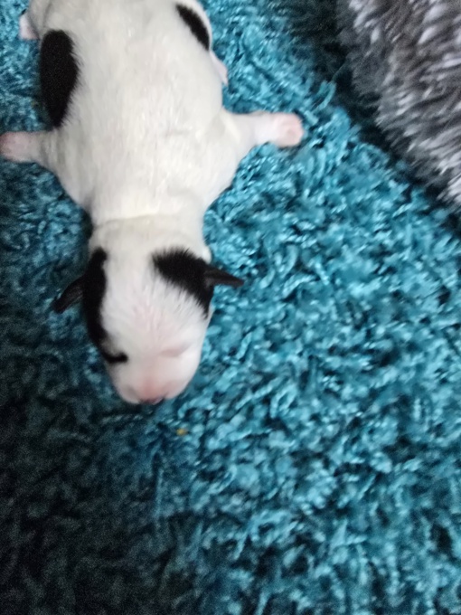 miniature schnauzer