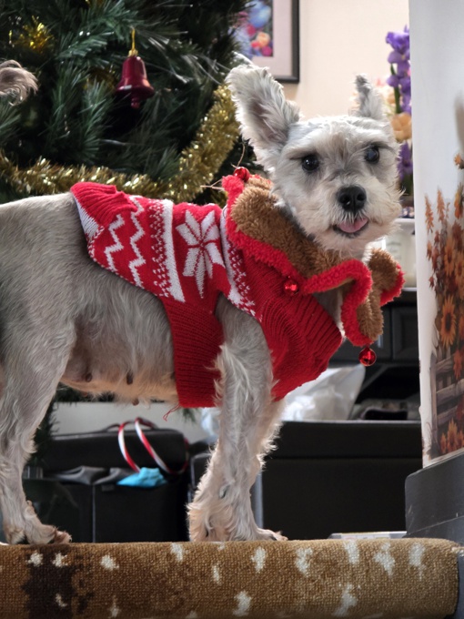 miniature schnauzer