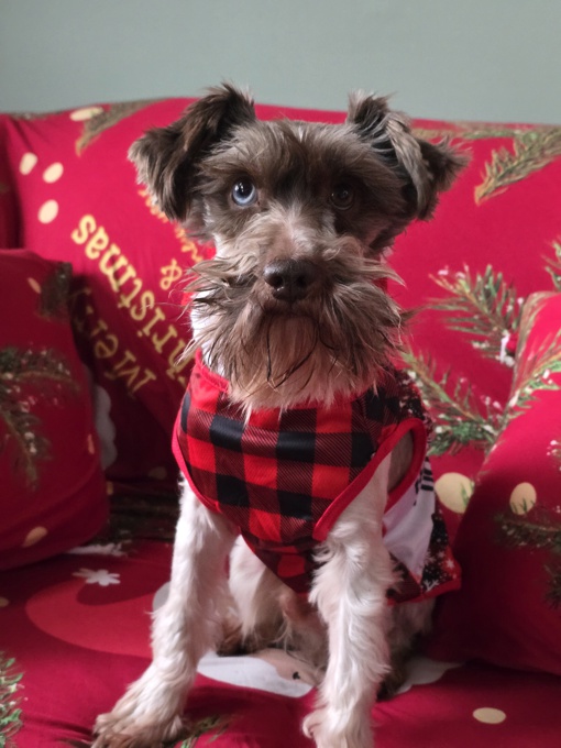 miniature schnauzer