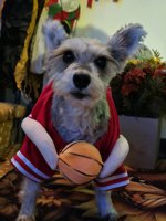 miniature schnauzer