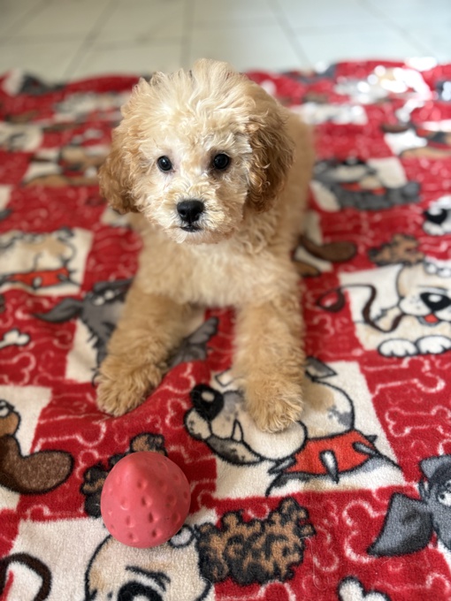 Cockapoo