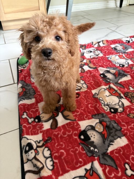 Cockapoo