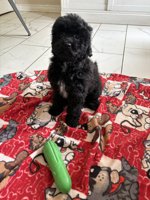 Cockapoo