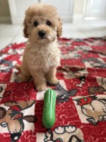 Cockapoo