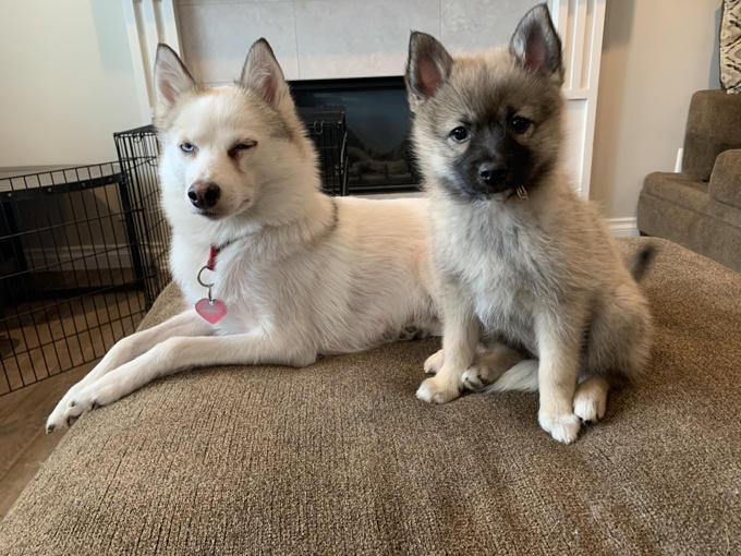 Pomsky