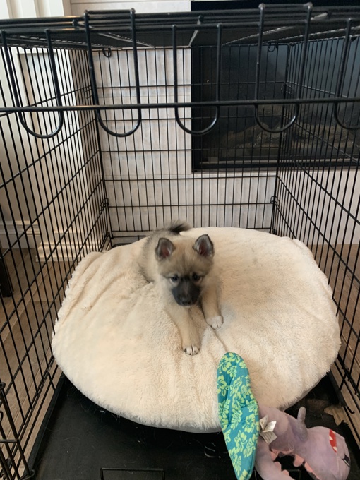 Pomsky