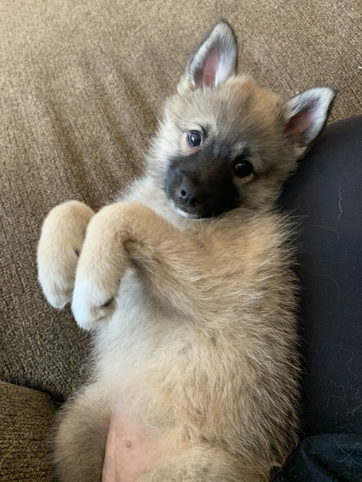 Pomsky
