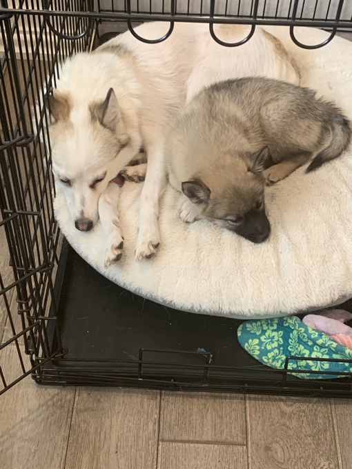 Pomsky