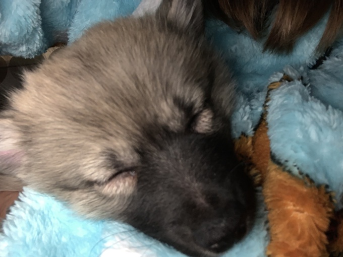 Pomsky