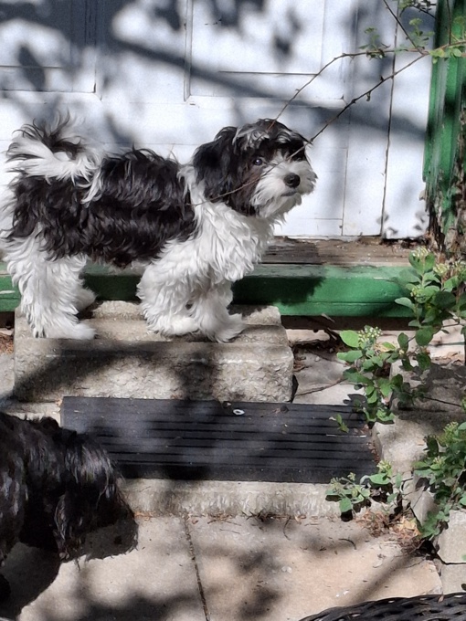 Morkie x Lhasa apso