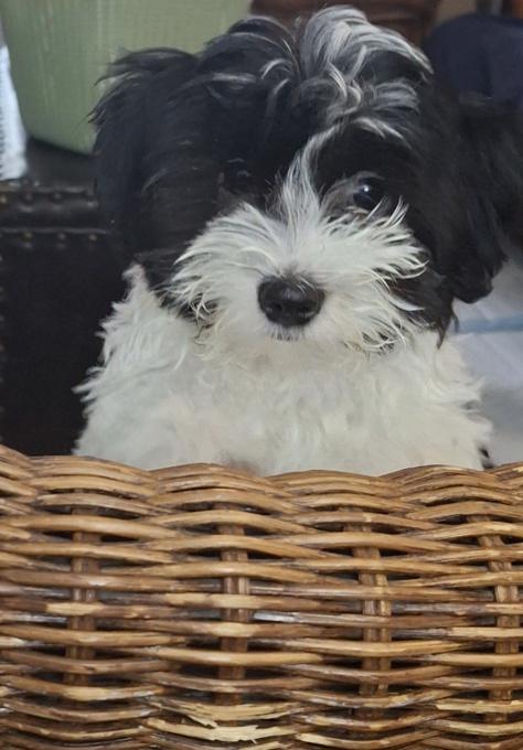 Morkie x Lhasa apso