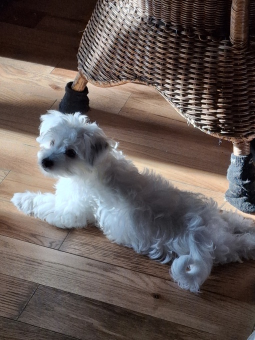 Morkie x Lhasa apso